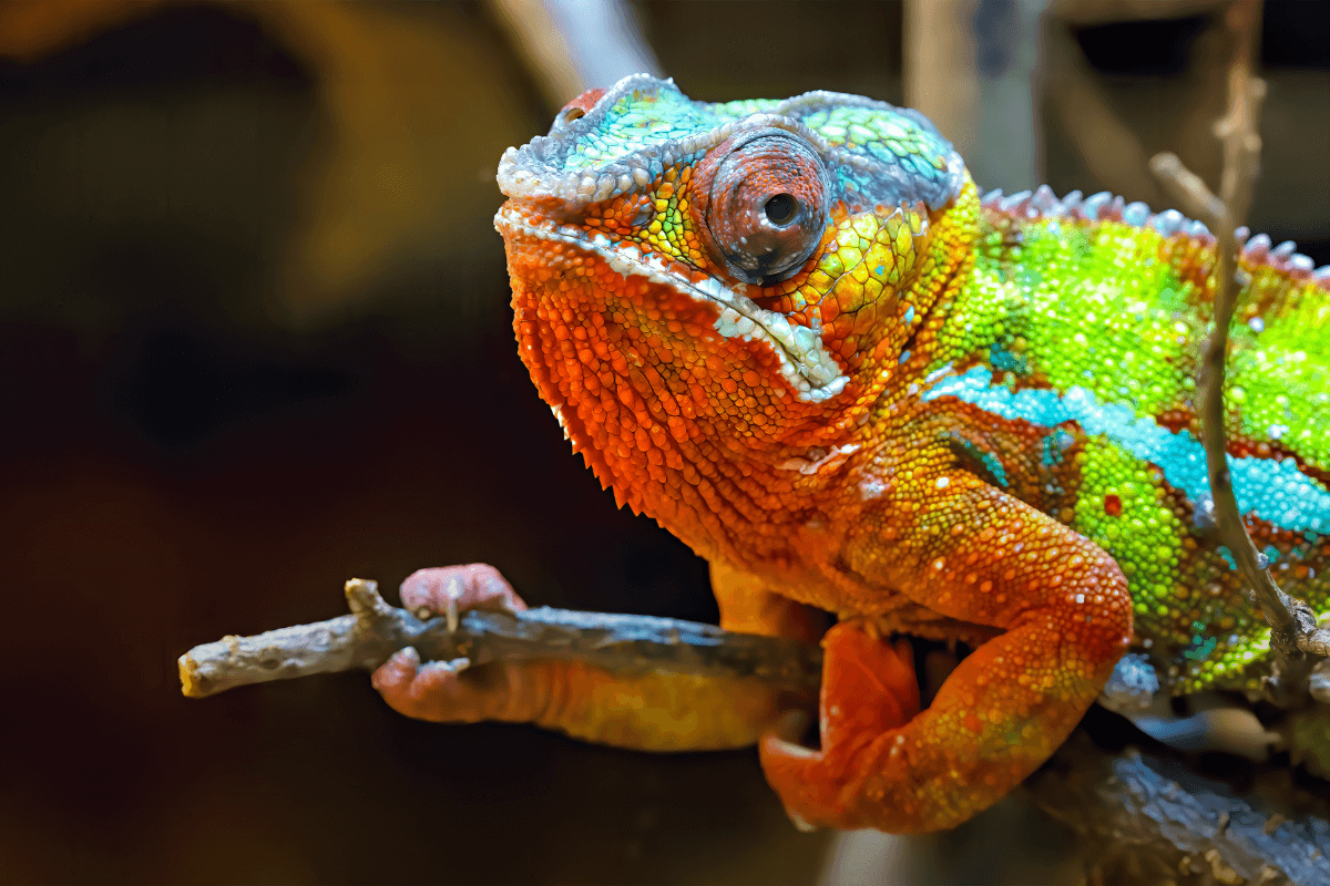 The Chameleon Consumer: How Netwin Helps Retailers Adapt to Ever-Changing Shopping Habits